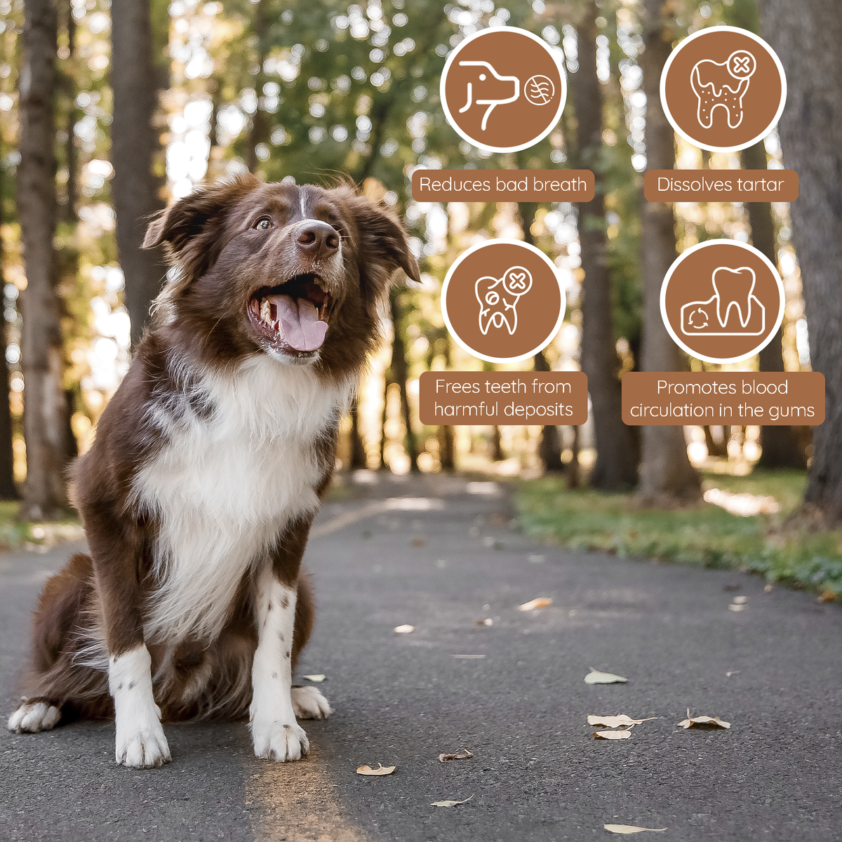 Olive Wood Dog Chew – Natural Chew Stick with Olive Oil